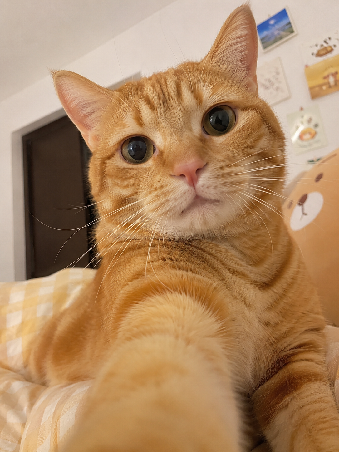 Original pet